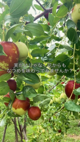 日本となつめの物語 | らくだ道商店 | プレミアムなつめの輸入販売